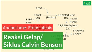 Anabolisme Reaksi Gelap Siklus Calvin Benson Fotosintesis [upl. by Yoral]