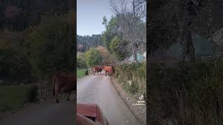 vache fermedebaumugnes ferme balade fromagerie [upl. by Mandie]