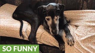 Cat becomes trapped in couch under sleeping Great Dane [upl. by Atnoved]