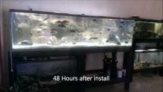 African Cichlid mix from Caribsea 240 Gallon aquarium overhaul pres by KGTropicals [upl. by Eikcir]