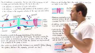 Asymmetry of Cell Membrane [upl. by Assanav557]