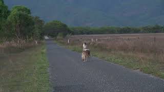 Australian Bustard Mary Farms Queensland Australia 29 October 2022 1 [upl. by Otrebireh]