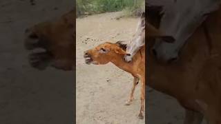 donkeys pets animals youtubeshots [upl. by Calida]