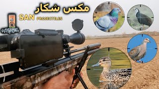 Hunting Mix Birds  Ducks Water Hens Turtle Doves amp Rock Pigeons  San projectiles 2420 Gran [upl. by Gnuh]