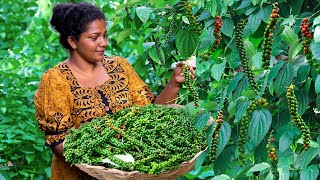 pepper harvest in my tropical backyardthey convert to black and make traditional sweets and curry [upl. by Atiuqel789]