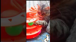 what a game 🙀kittens playing🐈cat videos😻biraler video🌿shorts youtubeshorts trending short cat [upl. by Ylreveb]