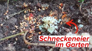 Schneckeneier im Garten finden und entfernen Das solltest du UNBEDINGT im HERBST machen [upl. by Einafats]