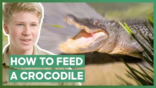 Robert Irwin Feeds A Massive Crocodile For The First Time  Crikey Its The Irwins [upl. by Gentilis]