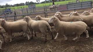 KD Sheep Studs  Charollais Rams for Sale [upl. by Enneire251]