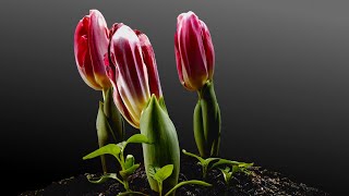 Tulips Growing Time Lapse  90 Days From Bulbs [upl. by Jacenta50]