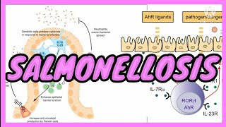 SALMONELLOSIS  ENTERIC FEVERTyphoid  ENTERITIS  Symptoms  Pathogenesis  in UrduHindi [upl. by Grane323]