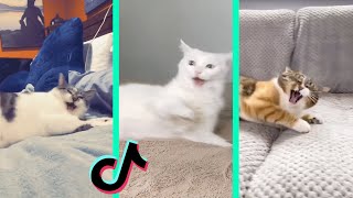 Nestle Crunch tiktok cat compilation [upl. by Zaneski]