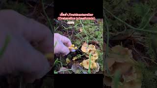 เห็ดดำTrattkantarellerCraterellus tubaeformisแม่ขวัญmushroomเก็บเห็ดสวีเดนsvamp [upl. by Darla]