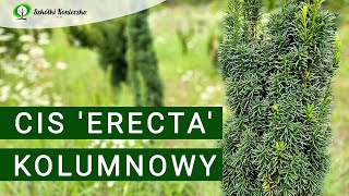 Cis pospolity Erecta  Kolumnowy Cis na Żywopłot  Żywopłot Iglasty🌲 [upl. by Atnoek]