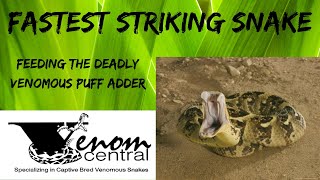 Fastest Striking Puff Adder  Africas Most Deadly [upl. by Iuqcaj]