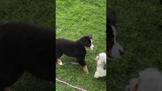 Bernese Mountain Dog Puppy Wants to Play Aww Cmon [upl. by Joane]