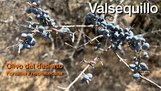 Valsequillo y sus plantas Olivo del desierto Forestiera neomexicana [upl. by Anikas]