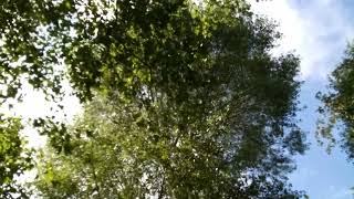 Rustling Trees in Key Hill Cemetery Jewellery Quarter Birmingham [upl. by Keryt883]