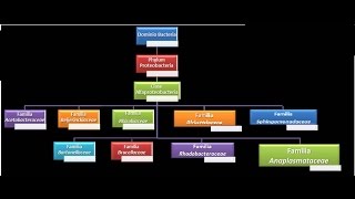 Dominio Bacteria Phylum Proteobacteria 11  Clase Alfaproteobacteria  Familia Anaplasmataceae [upl. by Arnoldo]
