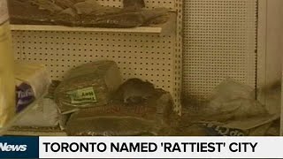 Toronto ranked ‘rattiest’ city in Ontario [upl. by Ikeda]