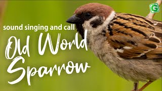 Old World Sparrow Bird Song Call Sound And Chirping [upl. by Icyaj]