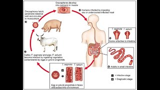 Phylum Platyhelminthes Part 03 I Life Cycle of Taenia solium I ANIMAL KINGDOM Lecture 13 I NEET BIO [upl. by Casey323]