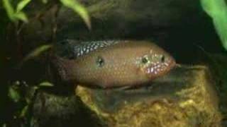 Breeding Jewel Fish [upl. by Jepson]