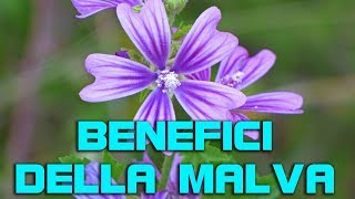 I benefici della malva cosa fare con questa erba curativa spontanea [upl. by Anim]