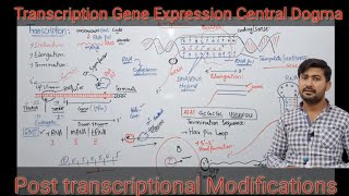 Transcription class 12  Gene expression Biology class 12  Central dogma [upl. by Kawai]