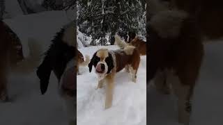 Dogs dog dogs enjoying in snow shorts [upl. by Fineman]