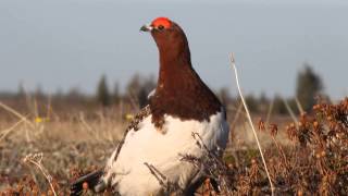 Willow Ptarmigan surveying scene [upl. by Ettellocin271]