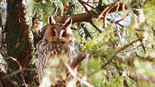 LongEared Owl Asio Otus cuteanimals owl birds birdphotography wildlife [upl. by Esinereb]