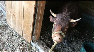 Treating Scarlette our heifer calf for “goop” eye [upl. by Grieve680]