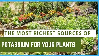 The most richest sources of potassium for your plants gardeningtips gardeningforbeginners [upl. by Alderson]