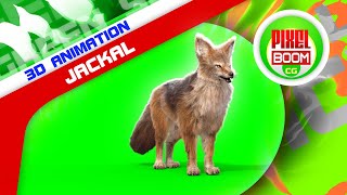 Green Screen Jackal 3D Animations  PixelBoomCG [upl. by Budde]