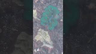 dark green tridacna clam [upl. by Walker136]