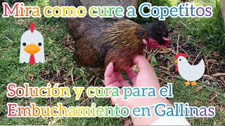 Embuchamiento mi gallina Copetitos se embucho te enseño como la cure solución pollo embuchado [upl. by Jarrad]