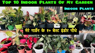 मेरे गार्डेन के टॉप १० इंडोर पौधे जिनकी ख़ूबसूरती लाजवाब है  top 10 indoor plants of garden [upl. by Granger]