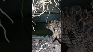 Caiman Drops His Fish share funny shorts subscribe laugh trending viralvideo new best wow [upl. by Ardnued]