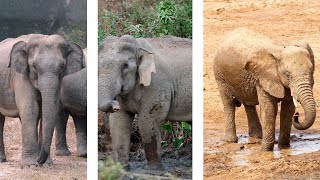 Capturing the Majestic Beauty of Elephants  Photo amp Video Compilation [upl. by Adorne]