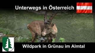 Wildpark in Grünau im Almtal [upl. by Issak]