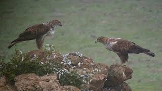 Bonelli´s Eagles share their prey [upl. by Mufi274]