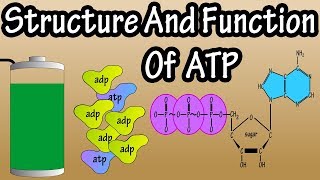 ATP  What Is Adenosine Triphosphate  What Is ATP  Function Of ATP  Structure Of ATP [upl. by Aihtenyc987]