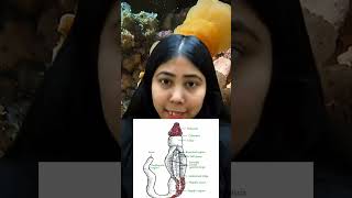 Phylum Hemichordata  General Characteristics amp Examples  NonChordata  Biology  Adhyayanta [upl. by Marella228]