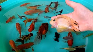 Parrot Fish Ryukin Goldfish Carp Bala Shark Pleco Angelfish Telescope Ranchu Cute Pets Animals Video [upl. by Hiller]