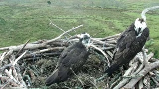 Glaslyn Ospreys Live Stream [upl. by Bartholemy]