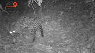 Leopardus pardalis Linnaeus 1758 Ocelote tigrillo [upl. by Anel]