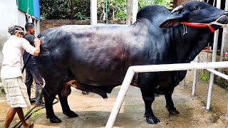 1000 KG Bulls getting showered [upl. by Elamor]