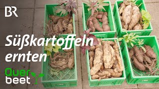 Süßkartoffeln ernten von Schmucksorten [upl. by Amy]