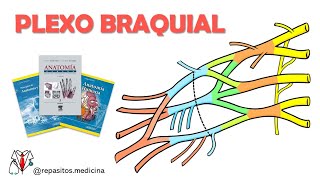 PLEXO BRAQUIAL MANEIRA SIMPLES E PRÃTICA DE ENTENDER [upl. by Duff]